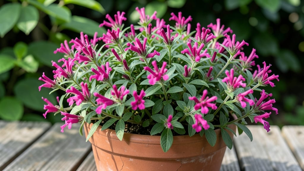 How Tall Does Mexican Heather Grow: Compact Varieties Hit 12 Inches—Dwarf Types Stay Under 6